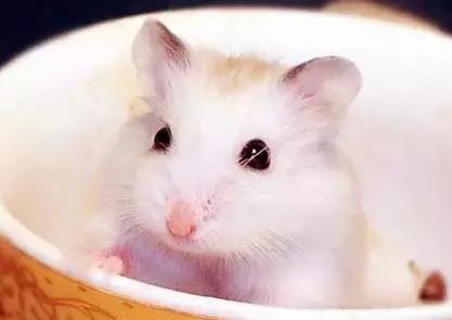 正确和仓鼠玩耍方法,如何跟仓鼠愉快的玩耍呢