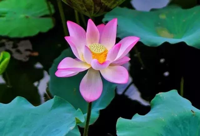 有了它，会让你的照片更上一层楼~