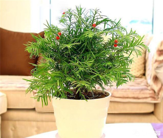 红豆杉出现黄叶怎么办,红豆杉黄叶是什么原因怎样防治