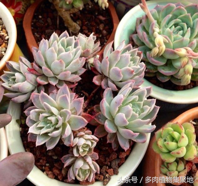 多肉上有小白虫是什么病怎么防治,多肉法师长白色虫子该怎样防治