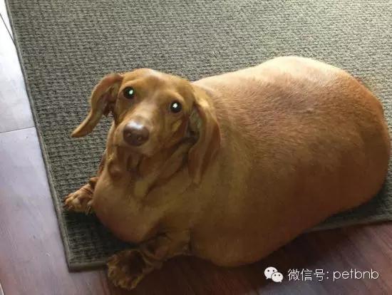 狗狗假孕和真孕的辨别,狗狗怀孕有白带正常吗