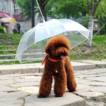 狗狗淋雨会感冒吗,下雨天如何解决狗狗淋雨问题