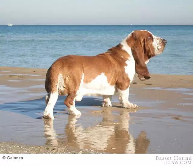 动物世界犬种-巴吉度猎犬