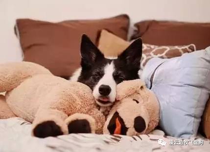 养猫有利于身心健康的研究报告,孕妇能养猫吗孕妇养猫有什么好处