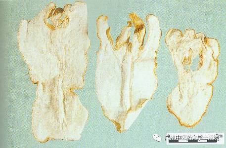 中药佛手瓜和佛手一样吗功效是啥,中医佛手和蔬菜佛手是什么区别