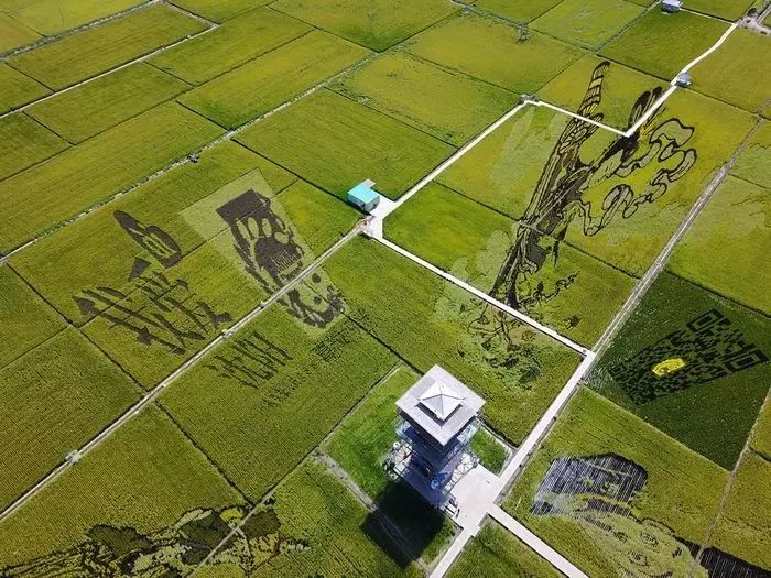 沈阳有稻梦空间吗,沈阳稻梦空间的水稻