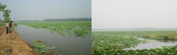 小龙虾最新现状,小龙虾的发展情况