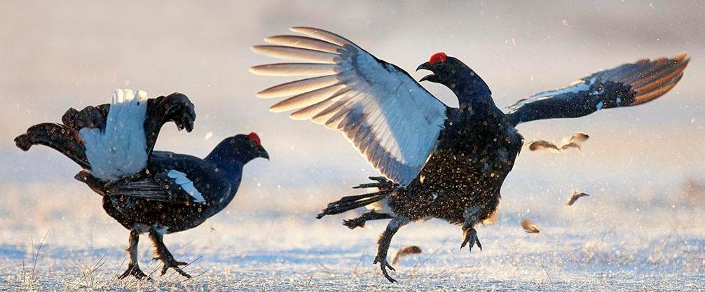 杀鸡后发现疑似鸡宝,杀鸡发现鸡宝