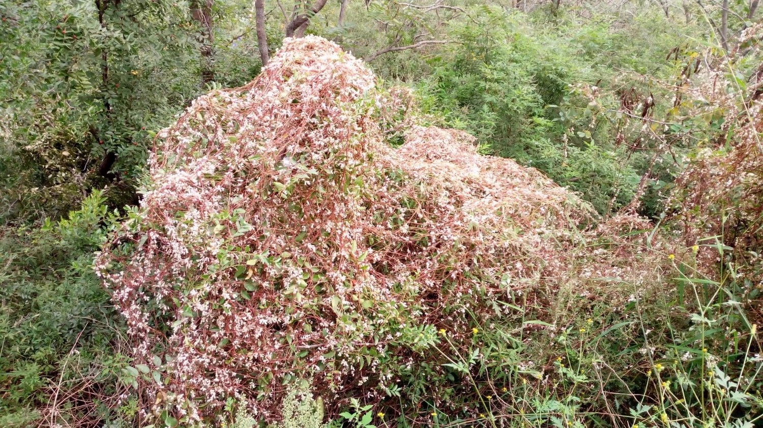 龙泉寺山小环穿——与教师一起爬山庆祝教师节