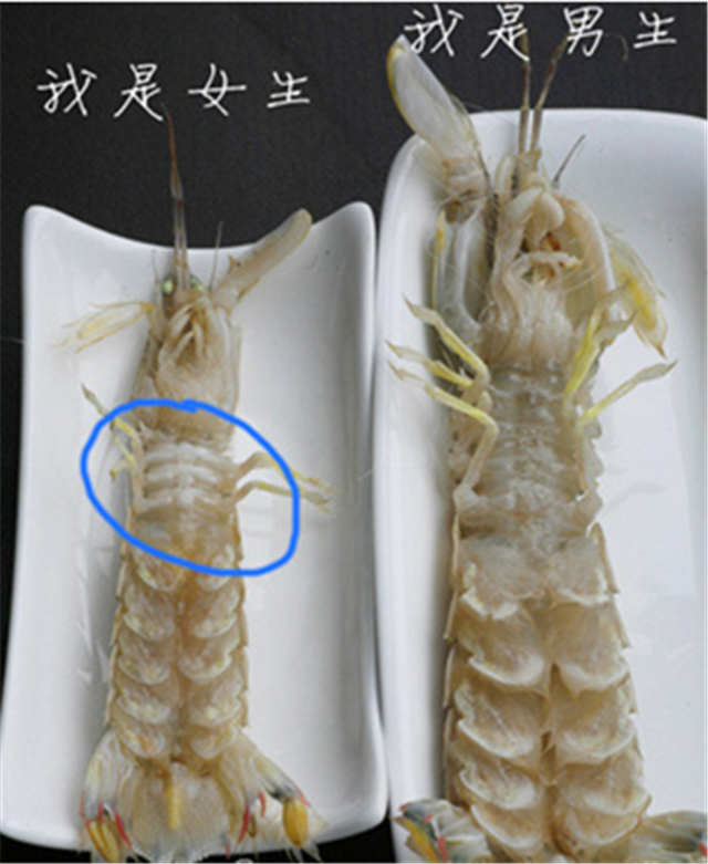 青岛的虾虎与琵琶虾,真正的青岛虾虎