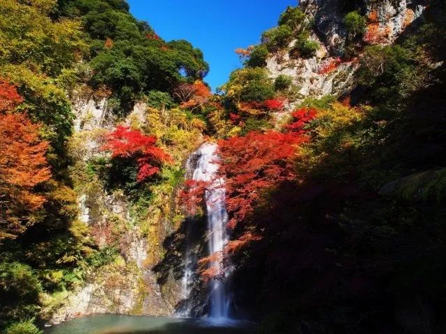 大阪箕面一日游,大阪箕面公园游玩