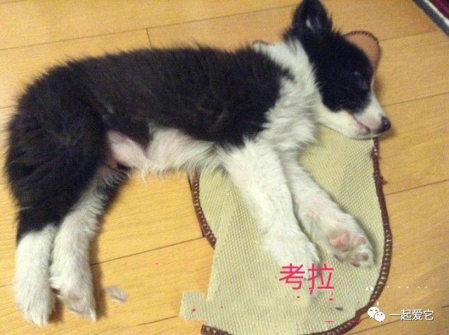 瀹犵埍鏁呬簨,瀹犵埍鏁呬簨灏忚鏍″洯