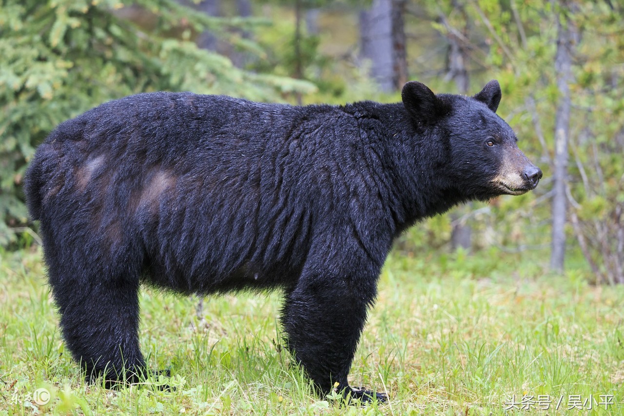 吴小平：炒股别无良策，必须得忍耐这几个月的水熊，期待年底大局已定后的重新崛起