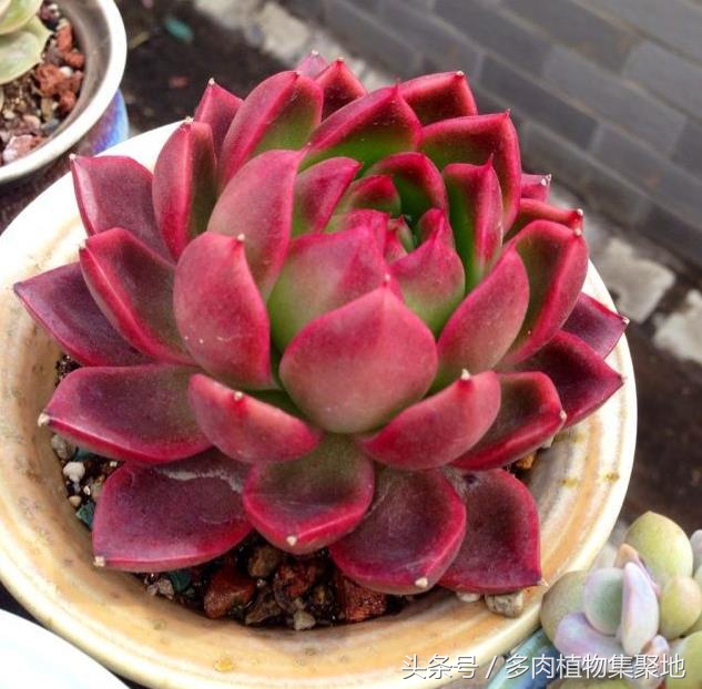 多肉上有小白虫是什么病怎么防治,多肉法师长白色虫子该怎样防治