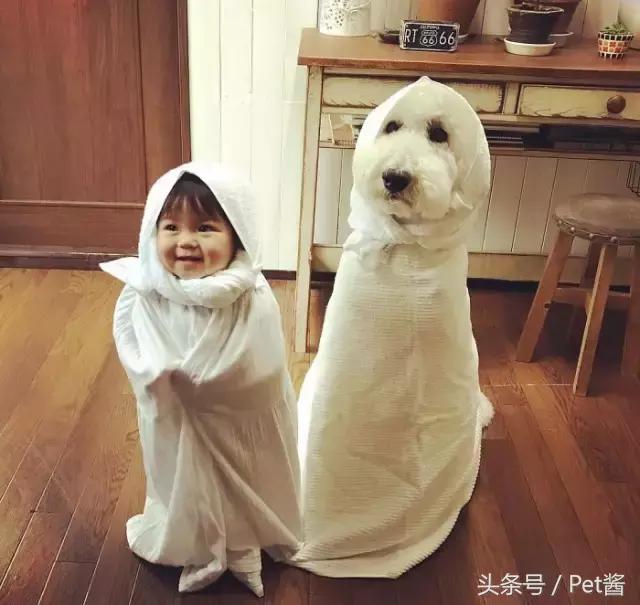 两个月的巨型贵宾犬,七个月大的巨型贵宾犬