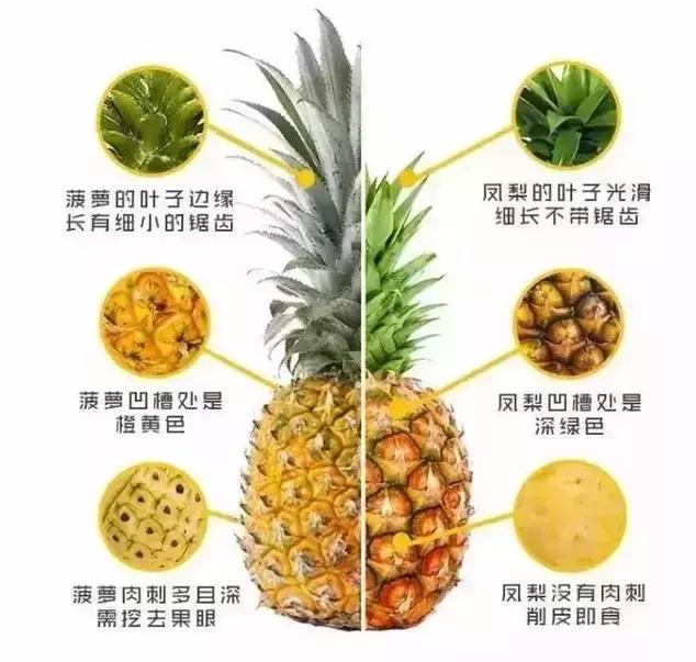 菠萝和凤梨的区别你知道吗,凤梨和菠萝硬是傻傻的分不清