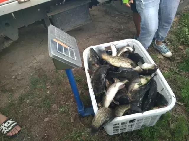 行营钓鱼俱乐部,化氏高湖2024垂钓大赛冠军