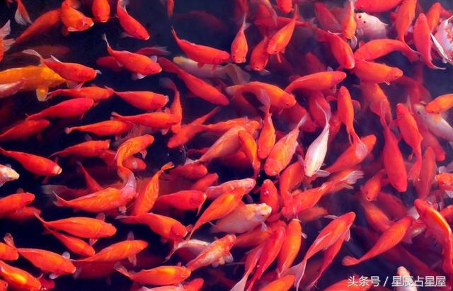 本命年如何避开太岁,本命年化解太岁的正确方法