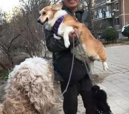 你听说过”反泰迪联盟“和”人形泰迪“吗？养泰迪凭啥要被歧视？