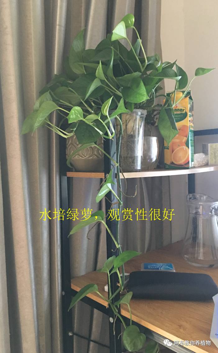 绿萝绿植怎么养活得快一点,绿萝绿植养护技巧图解大全
