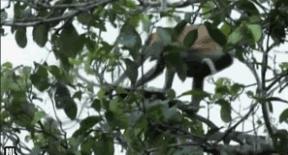 一招教你神龙摆尾,一招神龙摆尾