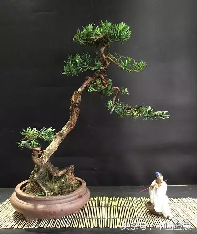 盆景的意境之美,优雅的盆景