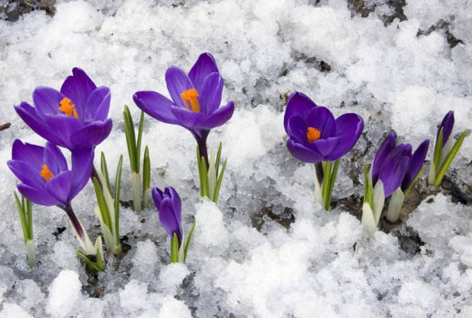 女人的花漂亮又高贵,藏红花被誉为女性之花