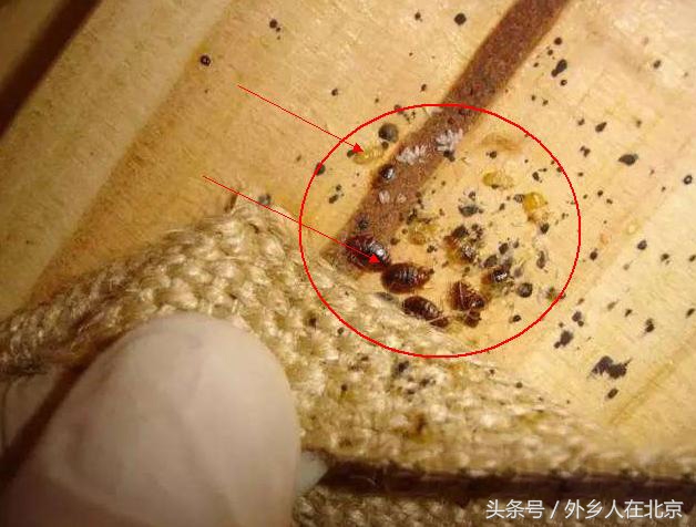 臭虫怎么彻底根治的,1000种对付蚊子的方法