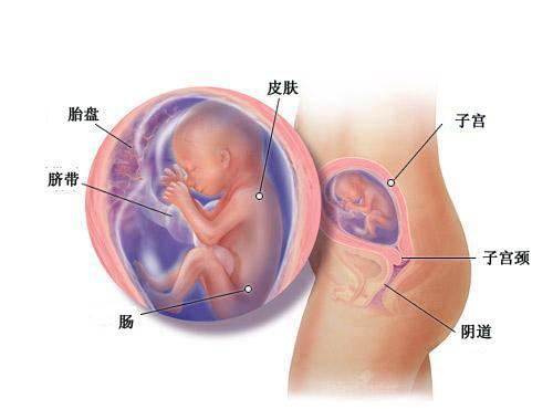 孕期妈妈身体内脏变化视频,孕20周妈妈的身体变化