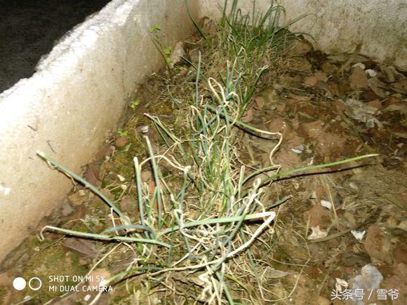 小米5x评测视频最新,小米电话手表5x评测