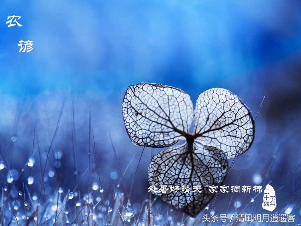 有关二十四节气处暑古诗词,处暑节气农谚