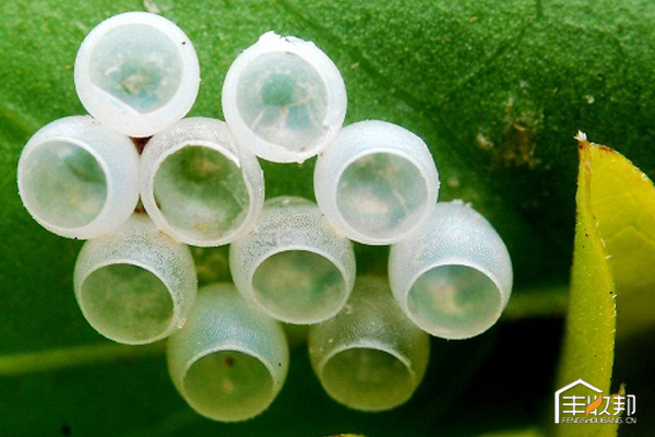 矿物油无抗性,矿物油替代