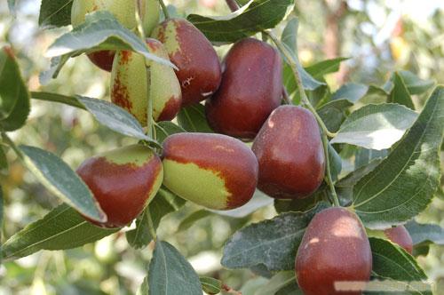 适合在湖南种植的枣子品种有哪些,我国枣树最多的地方