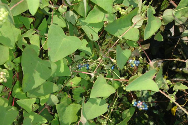 农村常见野草名称及作用,农村常见的野草及功效