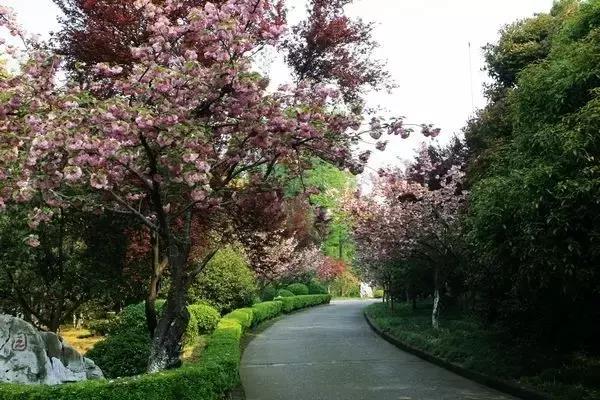 南岸区适合游玩的乡村,南岸乡村旅游