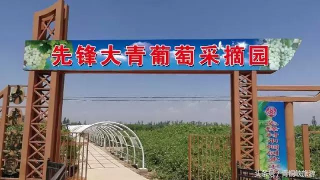 青铜峡大青葡萄采摘节,青铜峡大青葡萄