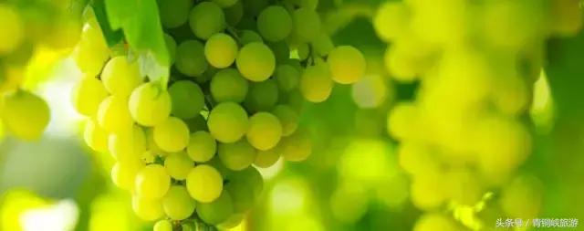 青铜峡大青葡萄采摘节,青铜峡大青葡萄