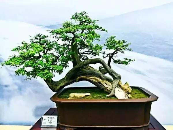 许昌花博会好玩吗,许昌花博园景观