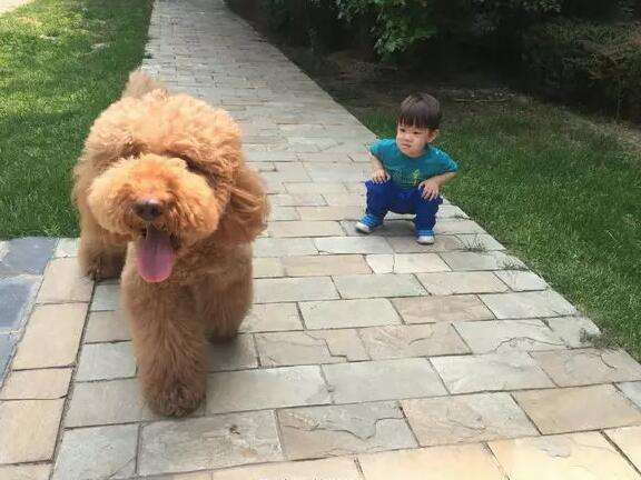巨型泰迪犬优点和缺点,巨型泰迪犬有什么优点和缺点