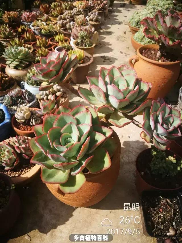 夕阳西下，养多肉的人没有在天涯，在家！