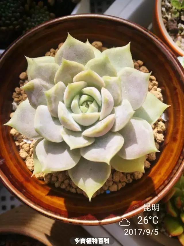 夕阳西下，养多肉的人没有在天涯，在家！