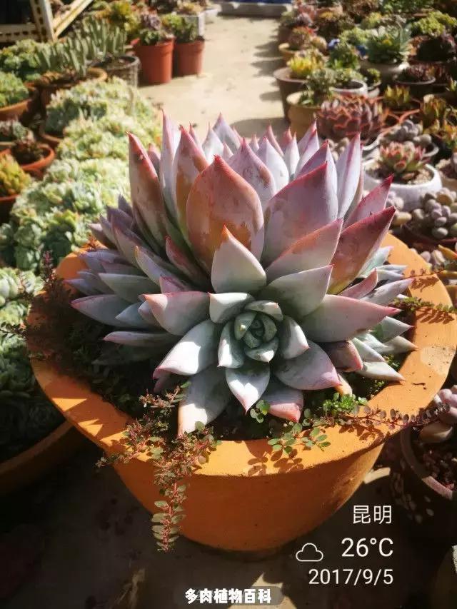 夕阳西下，养多肉的人没有在天涯，在家！