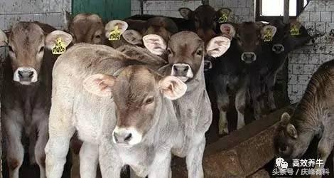 出生犊牛口炎病，只需一招！