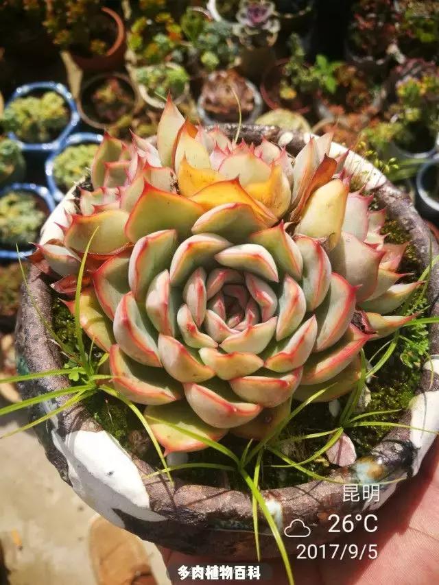 夕阳西下，养多肉的人没有在天涯，在家！