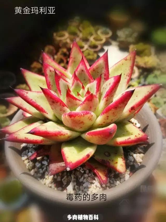 夕阳西下，养多肉的人没有在天涯，在家！