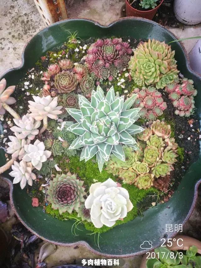 夕阳西下，养多肉的人没有在天涯，在家！