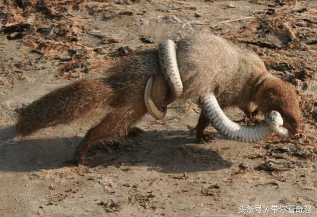 平头哥最害怕的毒蛇是什么蛇,平头哥就是毒蛇的克星吗