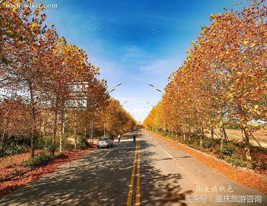 重庆主城区哪里可以看红叶,重庆看红叶哪个景点更好玩