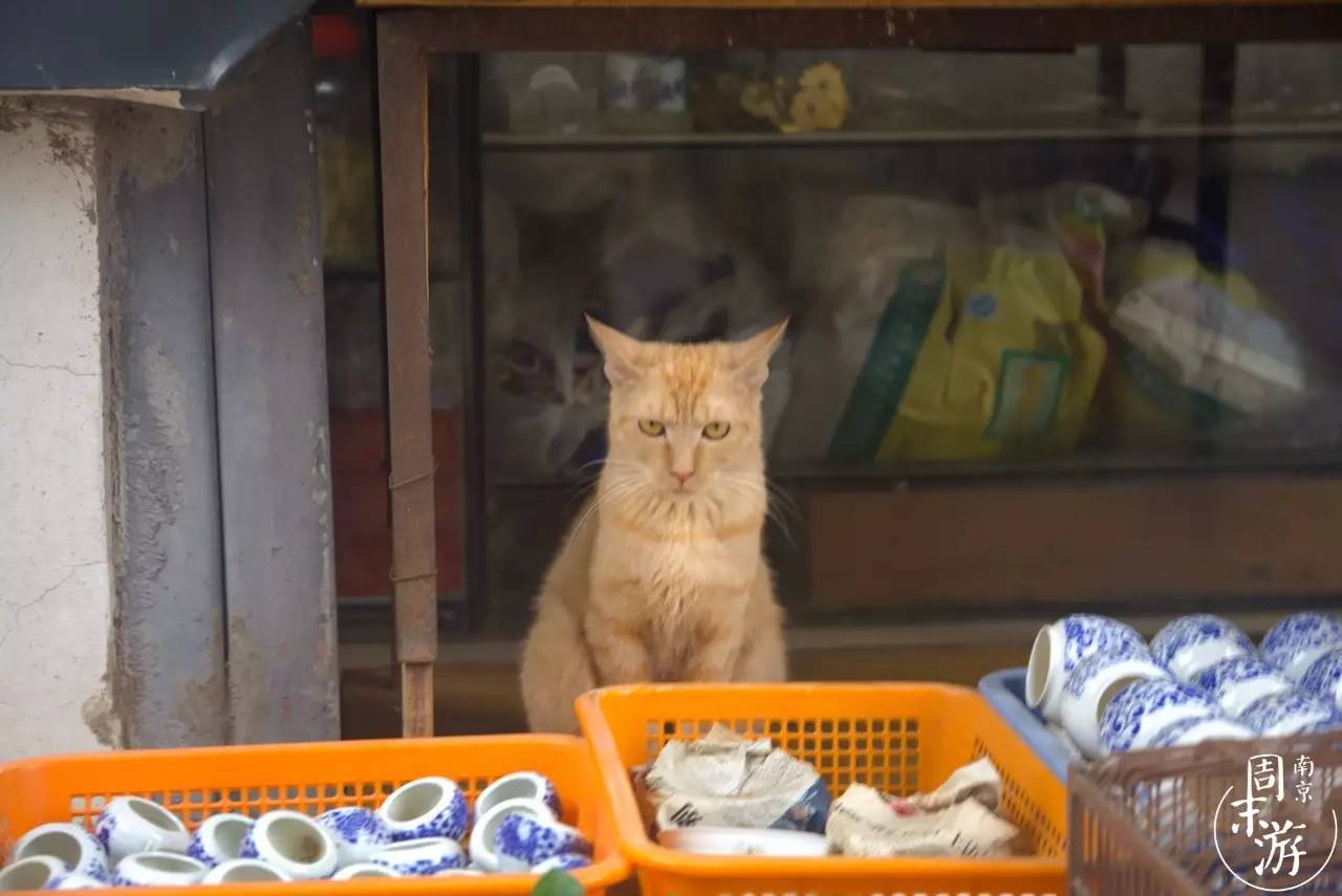 逛花鸟鱼虫市场的视频,逛各种花鸟市场