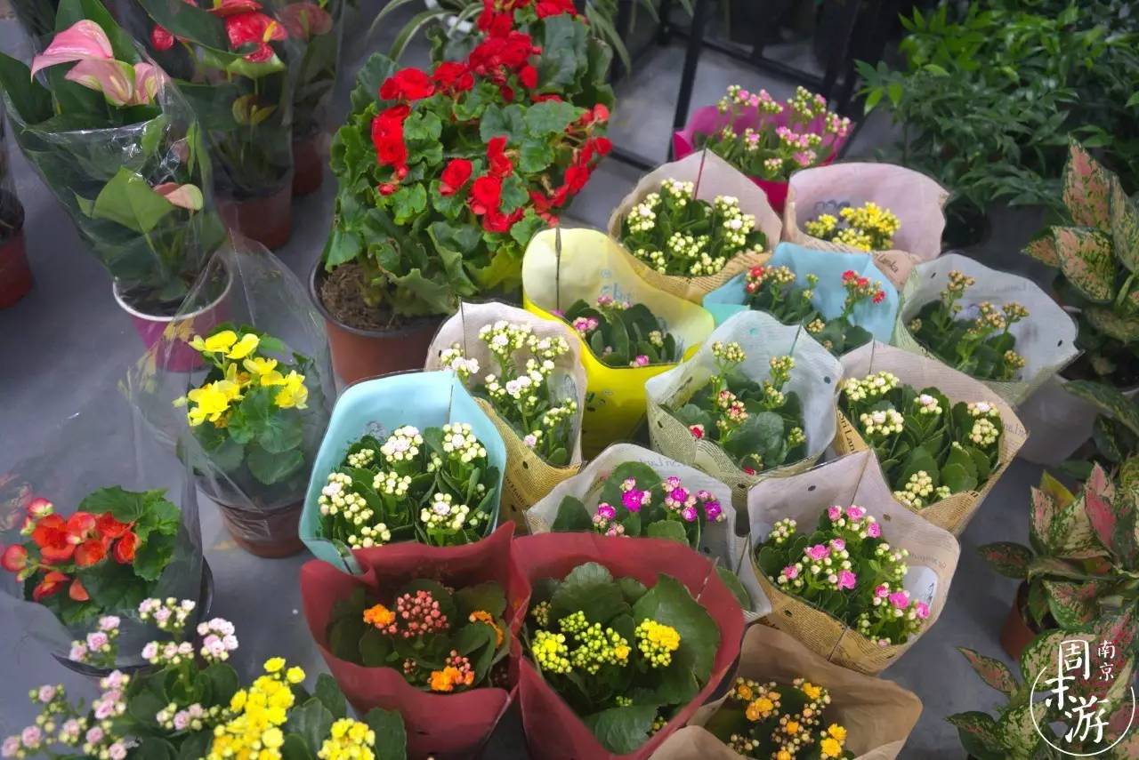 逛花鸟鱼虫市场的视频,逛各种花鸟市场